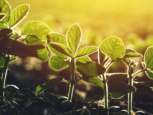 Close up of soybean plant in field