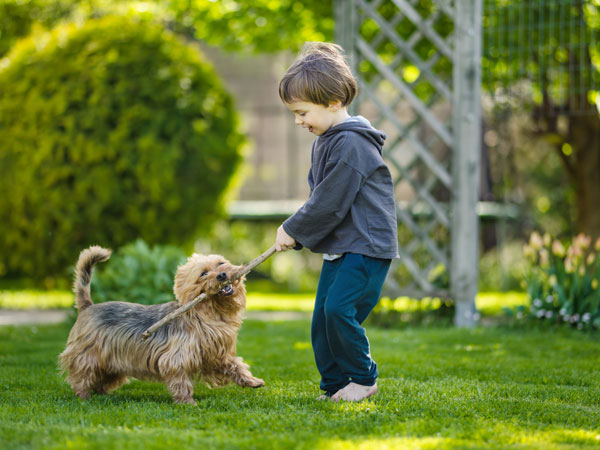 Little boy playing with dog in summer park